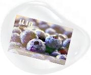 ILIA哩亞電子煙彈（冰釀藍莓）